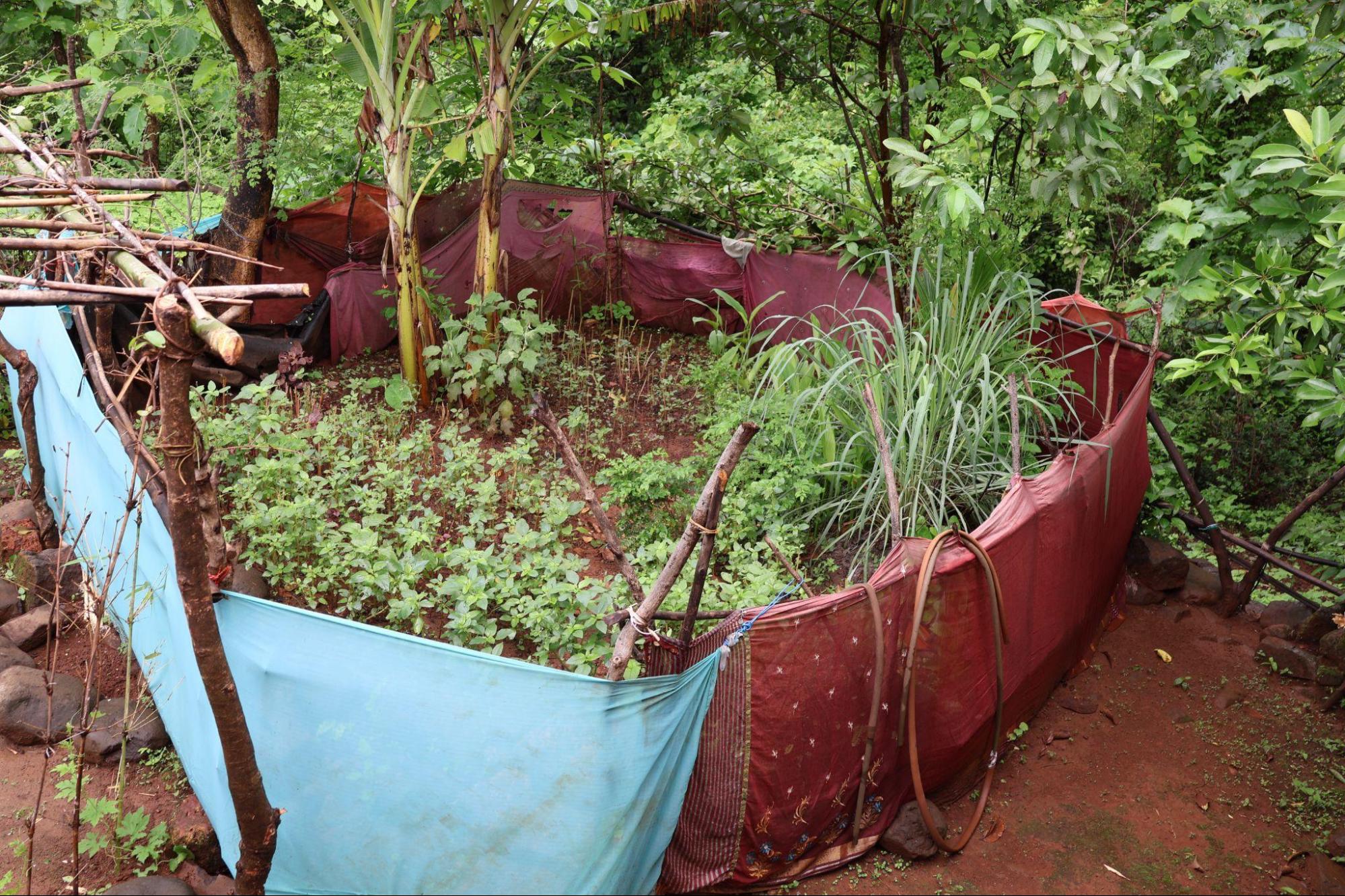 A baug, spaces dedicated to vegetable farming in almost every household. (Source: CKA Archives)
