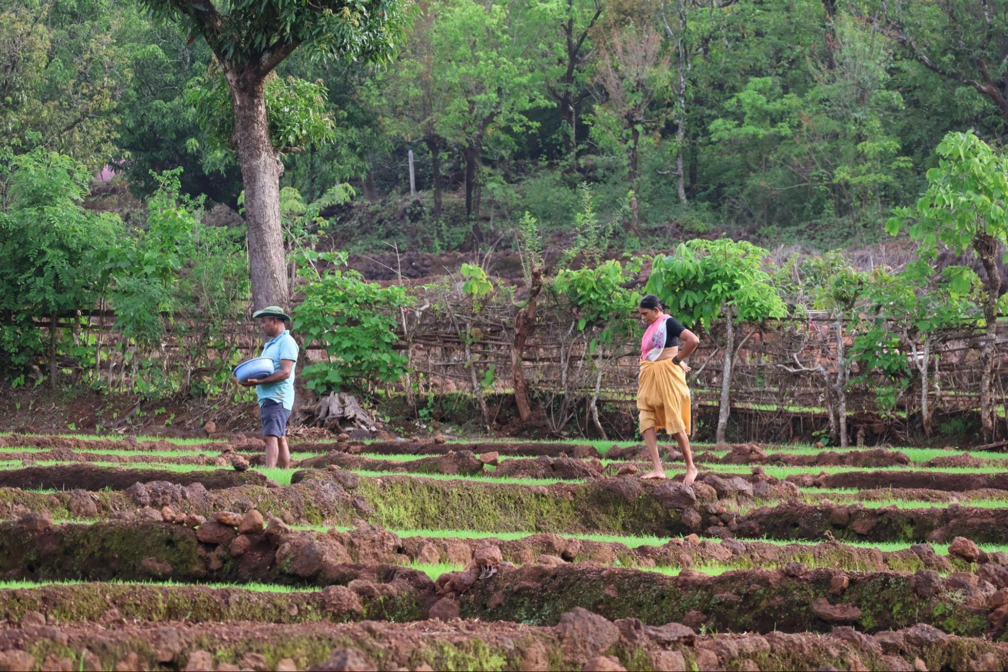 Farmers engaged in farming. (Source: CKA Archive)