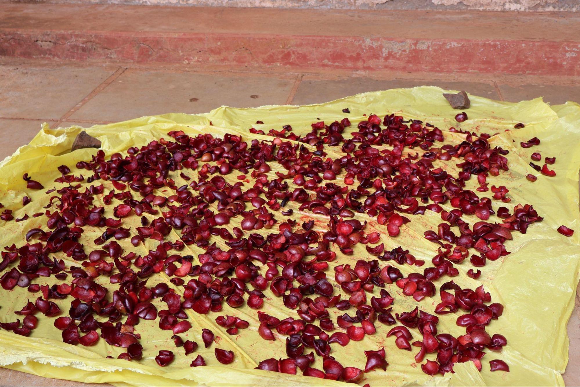 Kokum, being dried, dried Kokum is used in various dishes. (Sources: CKA Archives)