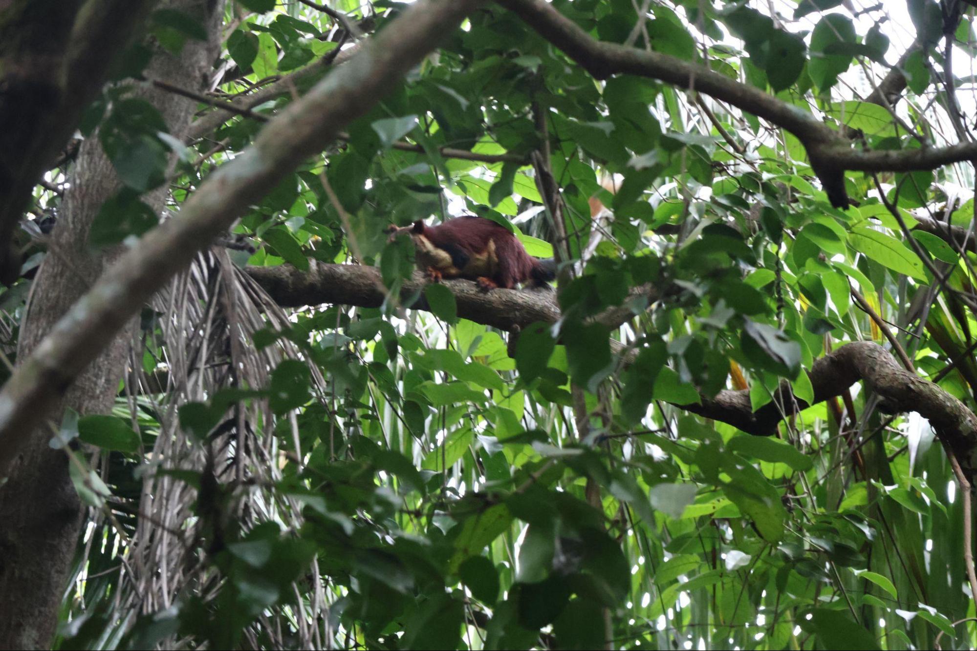 Flying Lizard(Source: CKA Archives)