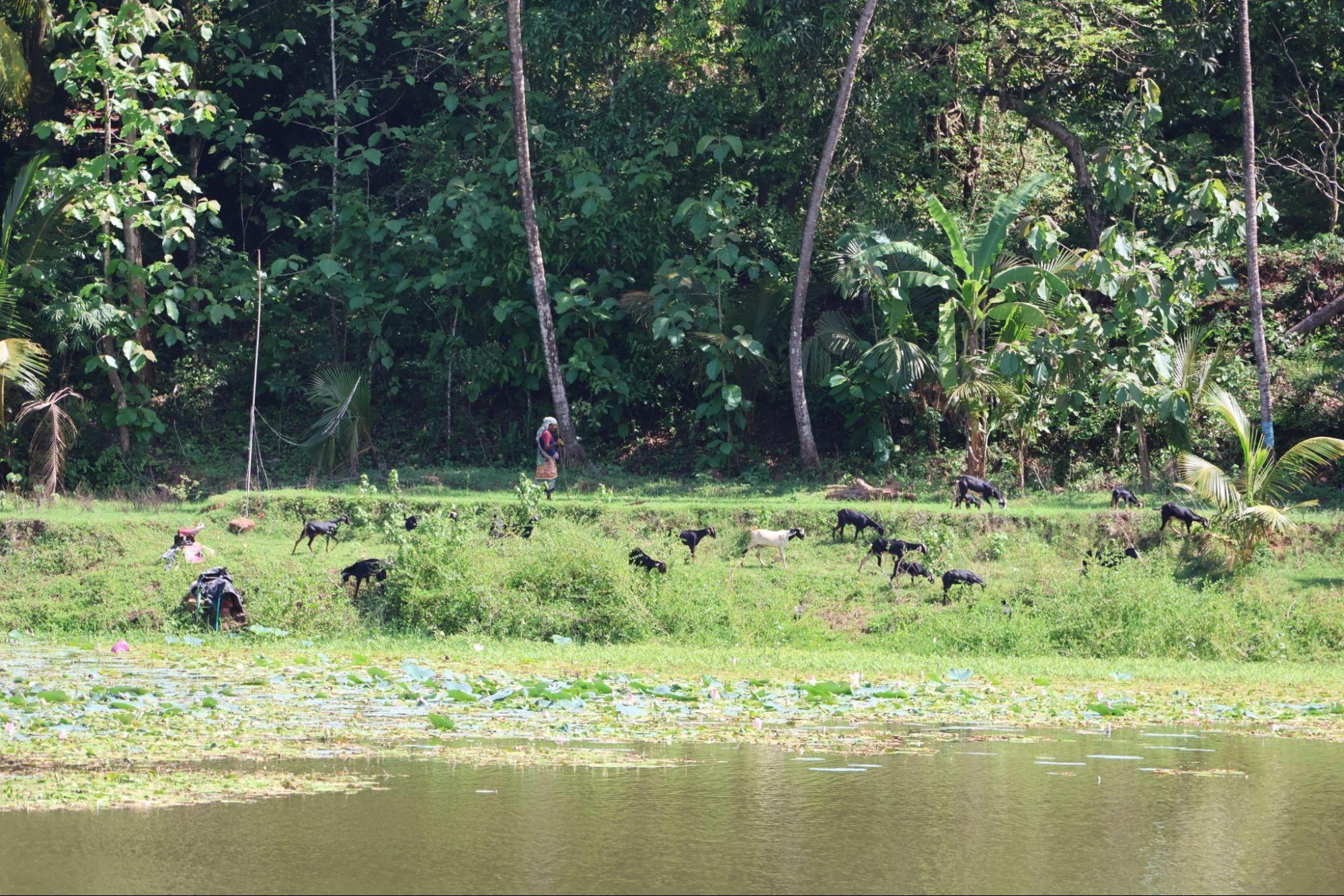 Goats being reared near Laxminarayan Temple  Walawal, Kudal Tahsil (Source: CKA Archives)