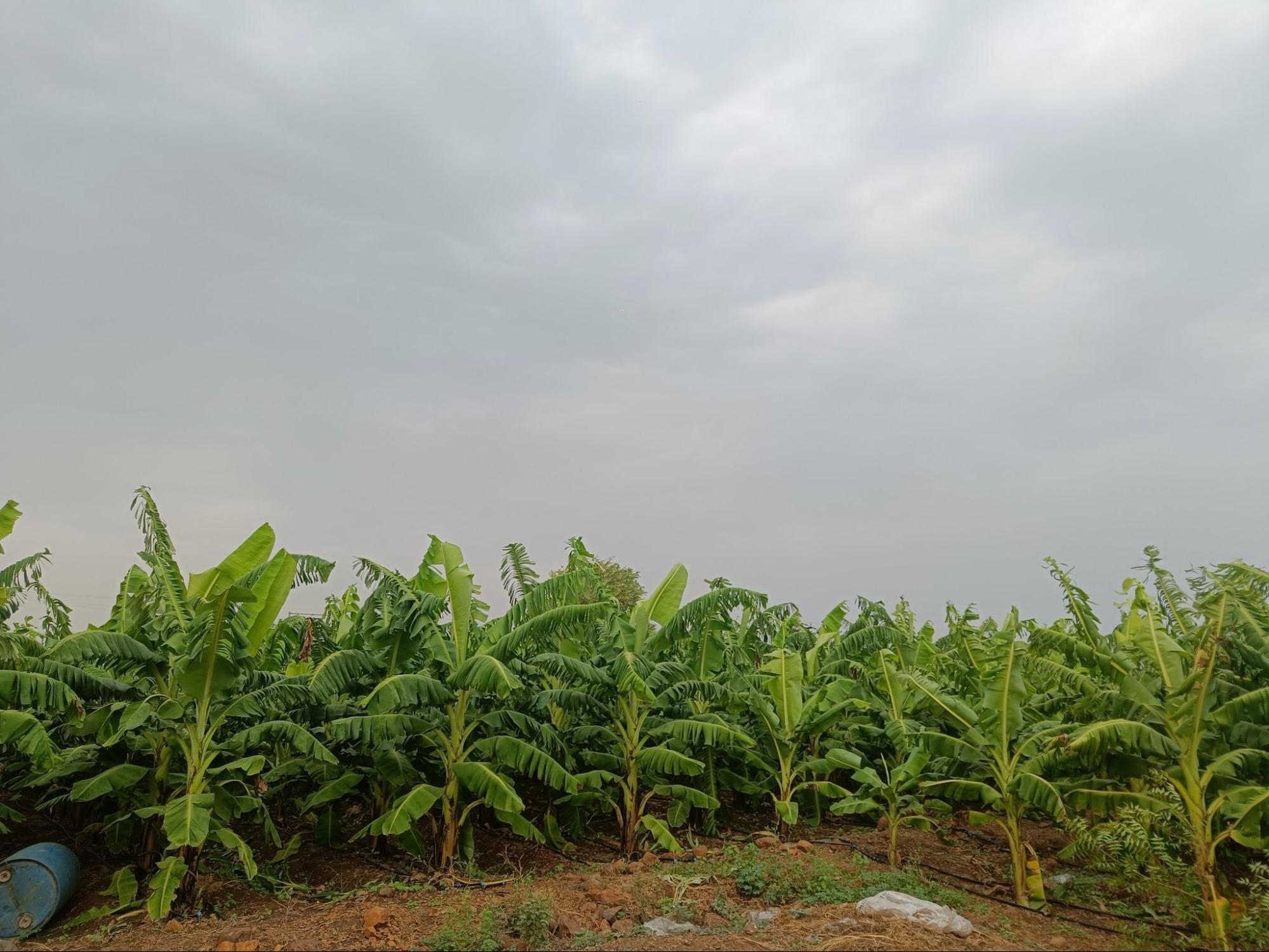 Banana Cultivation Flourishes in Solapur, Source: CKA Archives