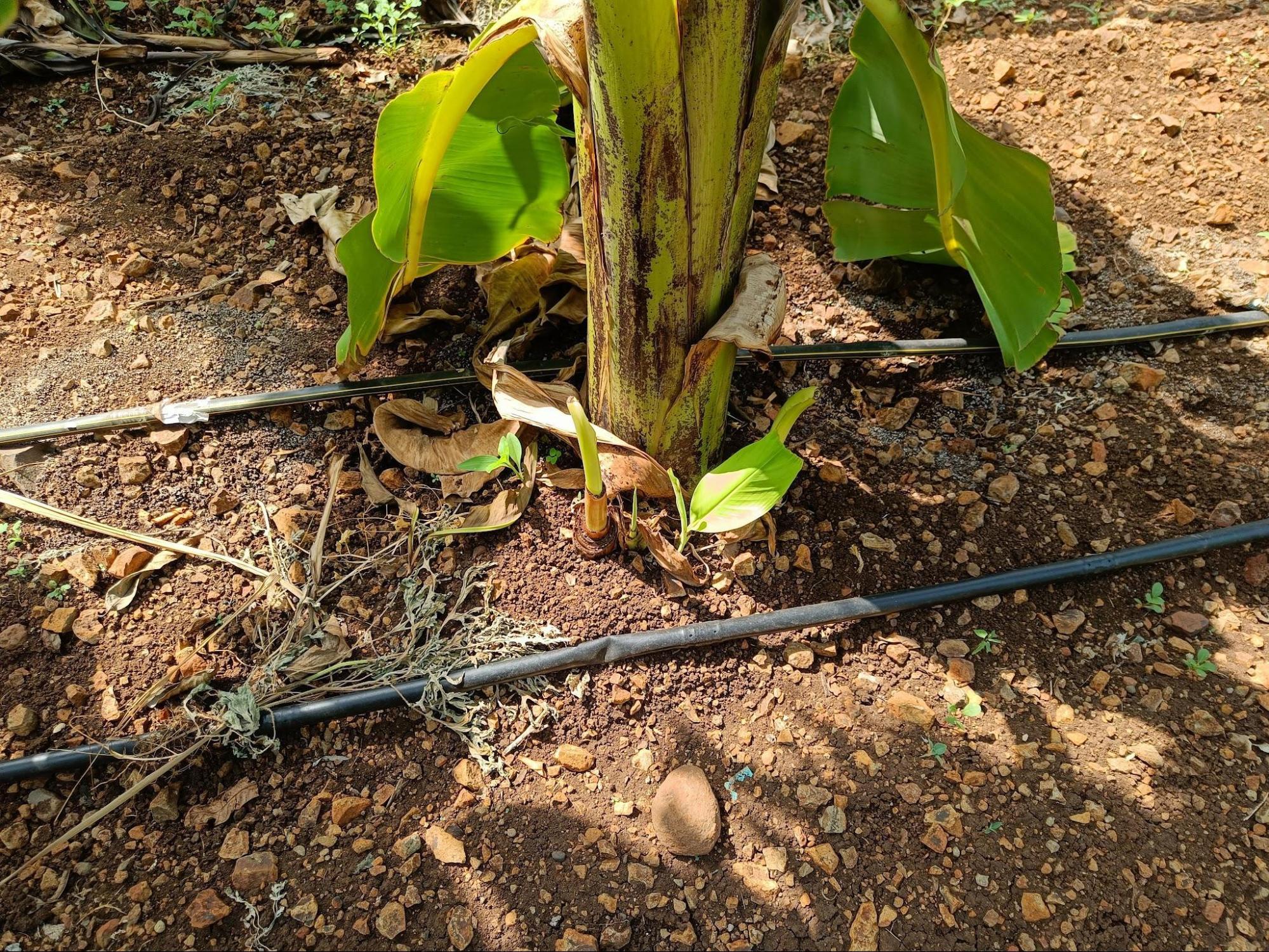 Drip Irrigation in a Banana Orchard (Source: CKA Archives)
