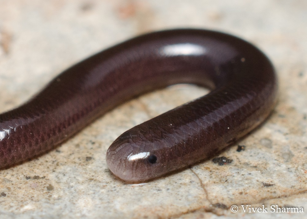 The Typhlops braminus, locally known as kadu, is a small blind snake often found inside houses during the rainy season. The rough-tailed snake inhabits higher elevations and is recognized by its distinctive digging structure.